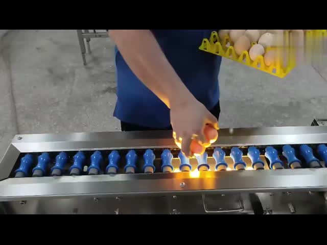 Sanitizer Sprayer Egg Washing Drying Machine With 3000 Eggs/Hour Capacity