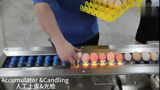 Sanitizer Sprayer Egg Washing Drying Machine With 3000 Eggs/Hour Capacity